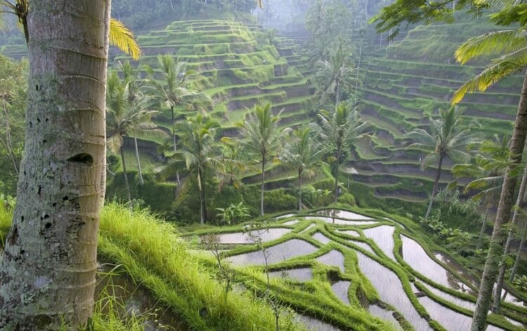 Điểm thăm qua nổi tiếng Tegalalang Rice Terrace ở Ubud